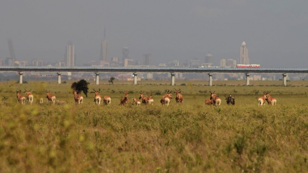 Intrusive SGR Railway in a protected area