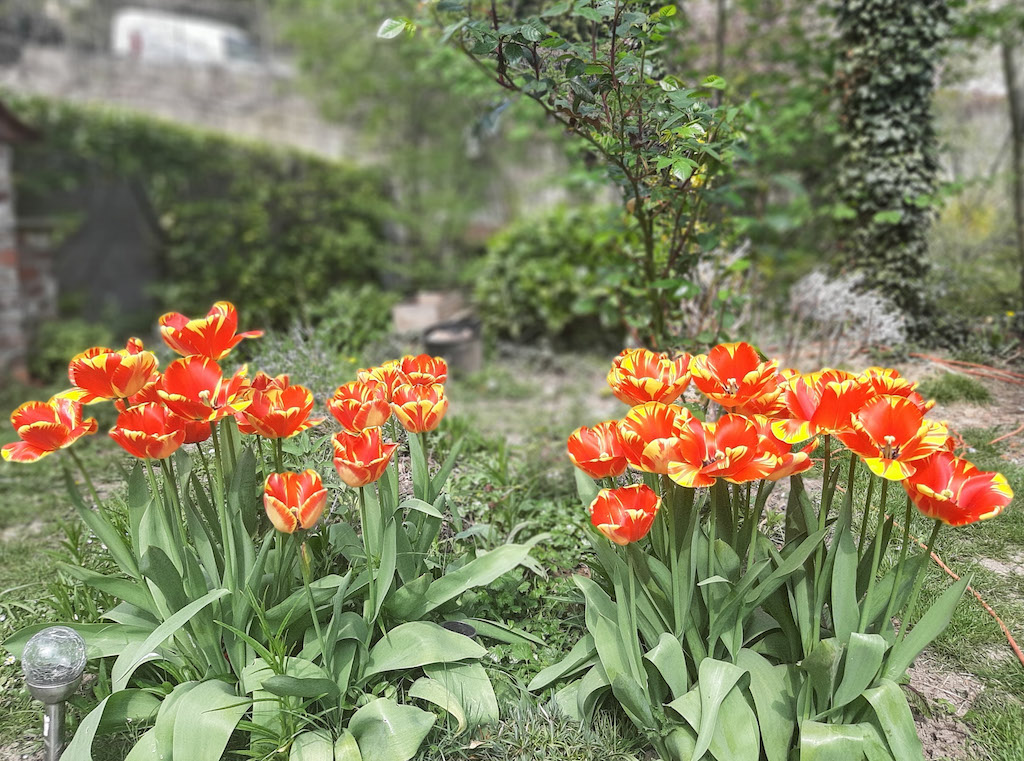 orange tulips in a city garden
