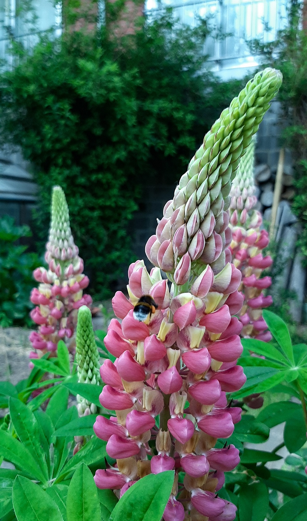 digitalis flower city gardening