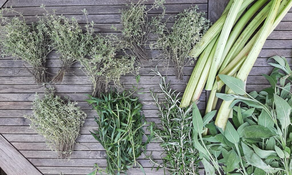 different herbs from city garden