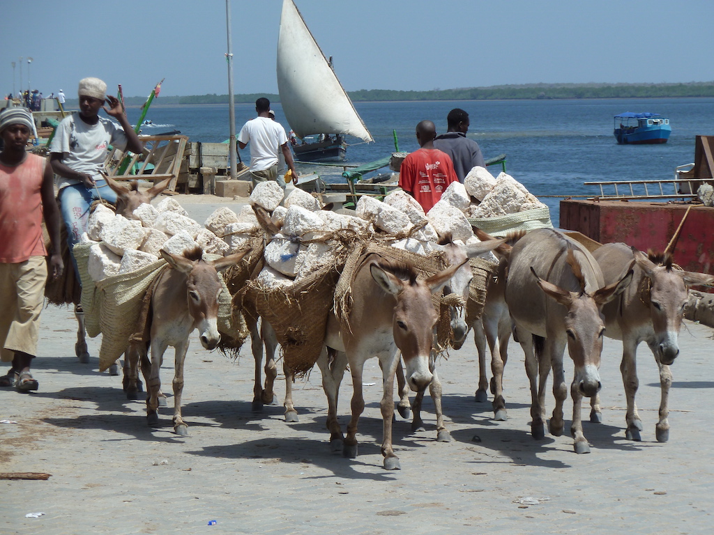 Kenya travel donkeys in Lamu