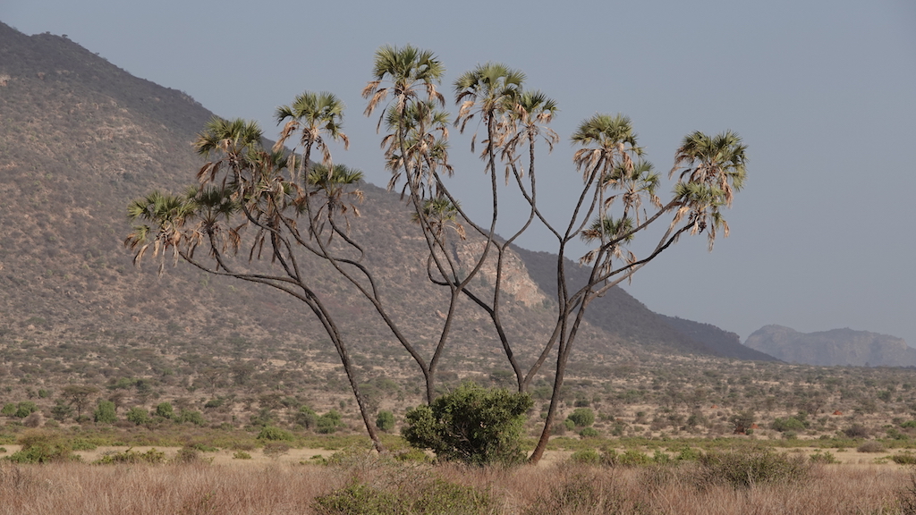 Kenya travel Samburu National Reserve